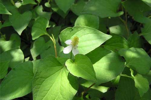 Hướng dẫn cách trồng cây diếp cá đơn giản ngay tại nhà