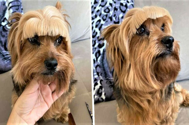Thương chó cưng tóc dài che mắt, cô chủ trổ tài "múa kéo" tạo ra thành phẩm gây cười cực độ và loạt con vật đáng thương chịu chung số phận