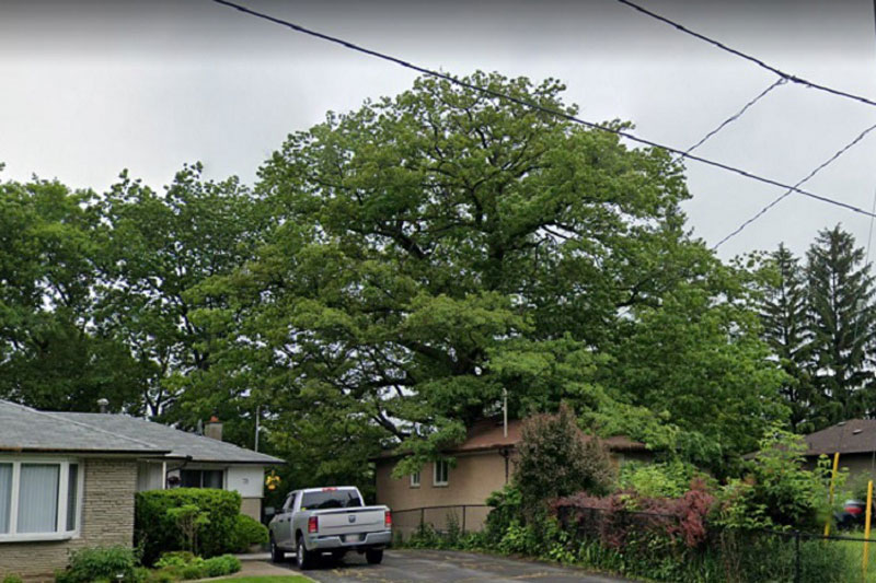 C&#xE2;y s&#x1ED3;i gi&#xE0; c&#xF3; tu&#x1ED5;i &#x111;&#x1EDD;i g&#x1EA5;p &#x111;&#xF4;i qu&#xEA; h&#x1B0;&#x1A1;ng Canada, &#x111;&#x1B0;&#x1EE3;c ng&#x1B0;&#x1EDD;i d&#xE2;n &quot;b&#x1EA3;o k&#xEA;&quot; t&#x1EAD;n t&#xEC;nh kh&#xF4;ng cho ai qu&#x1EA5;y nhi&#x1EC5;u