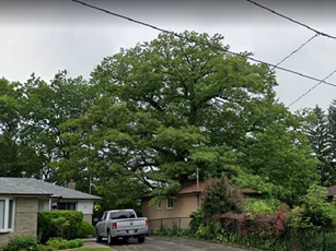 Cây sồi già có tuổi đời gấp đôi quê hương Canada, được người dân "bảo kê" tận tình không cho ai quấy nhiễu