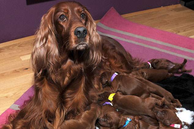 Dẫn chó cưng mang bầu đi siêu âm, cặp đôi chuẩn bị sẵn sàng mọi thứ nhưng kết quả sau khi "vượt cạn" lại vượt quá tưởng tượng