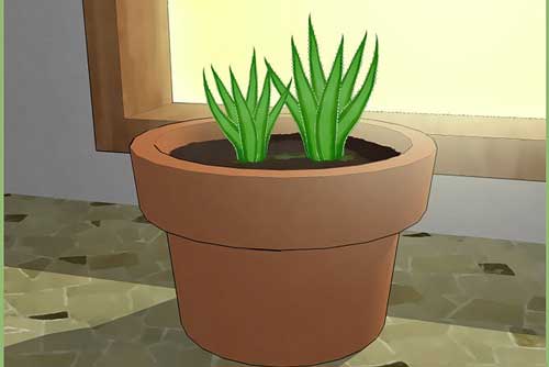 Hướng dẫn cách trồng cây nha đam đơn giản nhất tại nhà