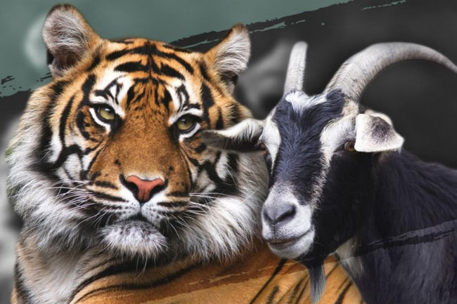 Làm con mồi dâng cho hổ, chú dê không bị ăn thịt còn trở thành bạn với kẻ thù, đi đâu cũng có nhau nhưng vẫn nhận cái kết bi đát vì... 'giỡn nhây'