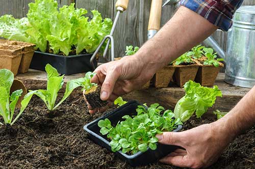 Mẹo trồng cây từ vỏ trứng và chuối khiến cây lớn nhanh không ngờ