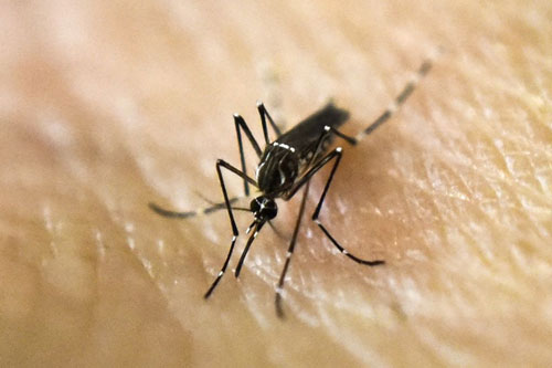 Phát hiện mới về hệ miễn dịch của loài muỗi giúp chống bệnh sốt rét