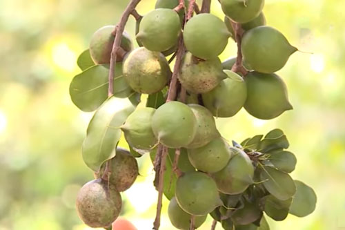 Đắk Lắk: Thu hàng trăm triệu đồng/năm từ cây mắc ca