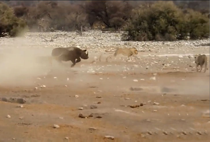 Đàn sư tử 'nếm trái đắng' khi rủ nhau săn tê giác bị kẹt dưới bùn