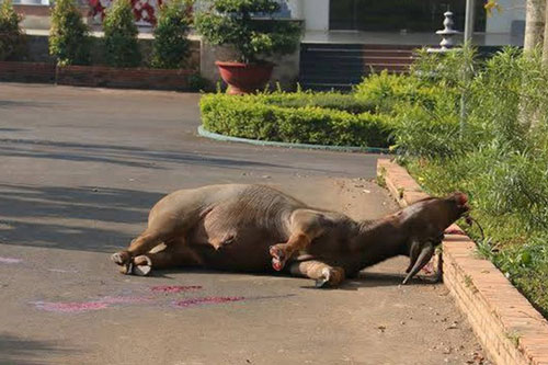 Bắn hạ con trâu “điên” húc nhiều người trọng thương