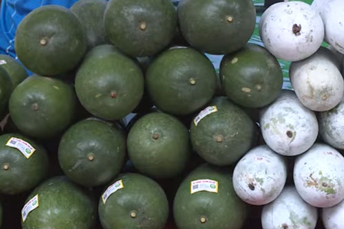 Bắc Kạn: Nông dân làm giàu nhờ giống bí xanh thơm