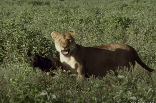 CLIP: Linh dương đầu bò mới chào đời bị sư tử cái 'tóm cổ' và cái kết khiến ai cũng bất ngờ