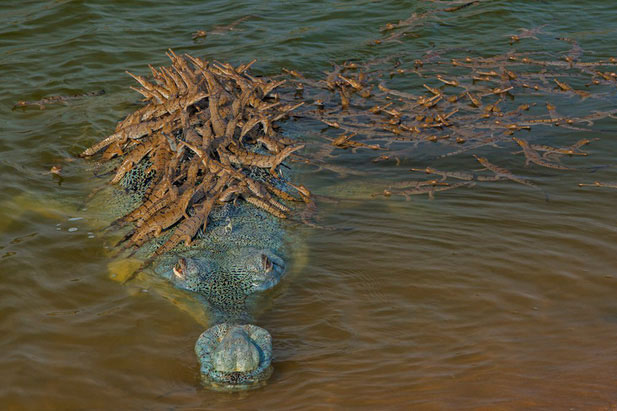 Khoảnh khắc cõng con trên lưng đầy dịu dàng của cá sấu khiến ai cũng thốt lên: "Bố là tất cả" và đây không phải là "ông bố của năm" duy nhất