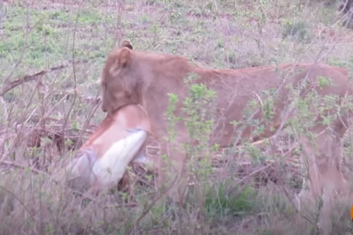 CLIP: 5 con báo săn bỏ chạy hoảng loạn khi vừa nhìn thấy bóng dáng sư tử
