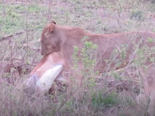 CLIP: 5 con báo săn bỏ chạy hoảng loạn khi vừa nhìn thấy bóng dáng sư tử
