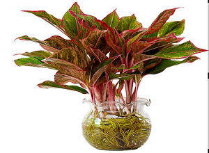 Cây Phú quý và ý nghĩa của cây Phú Quý trong đời sống hằng ngày