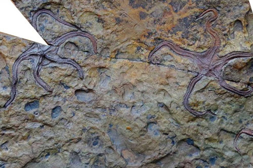 Trung Quốc phát hiện sinh vật biển cổ đại cách đây 385 triệu năm