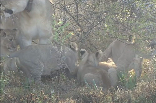 CLIP: Sư tử cái dạy đàn con cách săn mồi