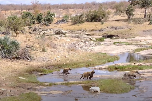 CLIP: Vợ chồng sư tử lừ lừ đến cướp mồi khiến đàn linh cẩu hoảng hốt tháo chạy