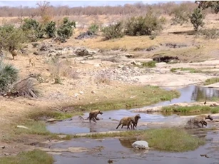 CLIP: Vợ chồng sư tử lừ lừ đến cướp mồi khiến đàn linh cẩu hoảng hốt tháo chạy