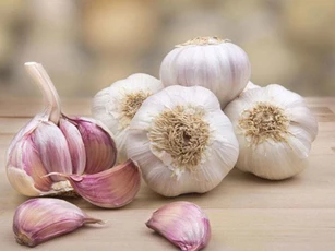 Những loại cây có tác dụng phòng ngừa và điều trị ung thư có đầy ở Việt Nam