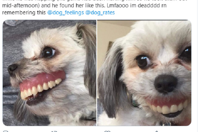 Gửi chó cưng cho bố trông hộ để đi làm, cô gái trở về ôm bụng cười với bộ dạng của con vật kèm theo câu chuyện "dở khóc dở cười"