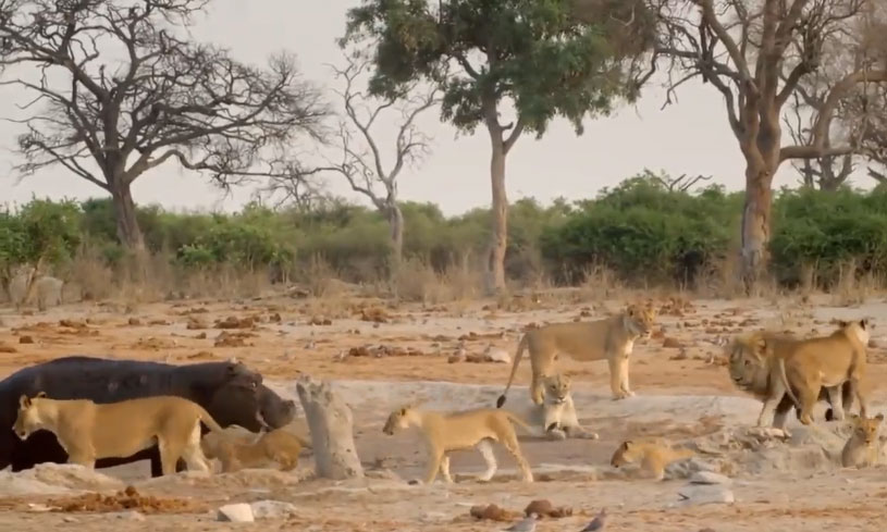 'Đơn thương độc mã' đuổi đánh bầy sư tử để độc chiếm nguồn nước, hà mã nhận về cái kết bất ngờ