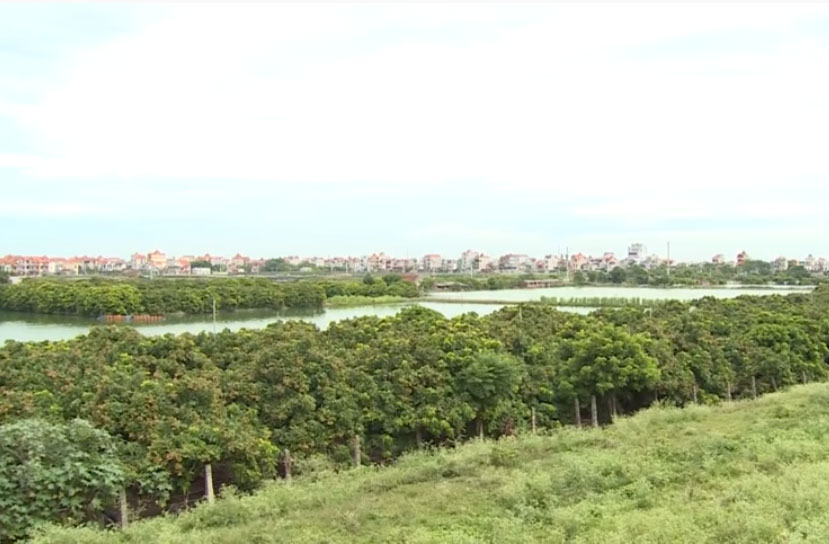 Hà Nội: Lão nông thu 6 tỷ đồng/năm nhờ nuôi cá và trồng nhãn chín muộn