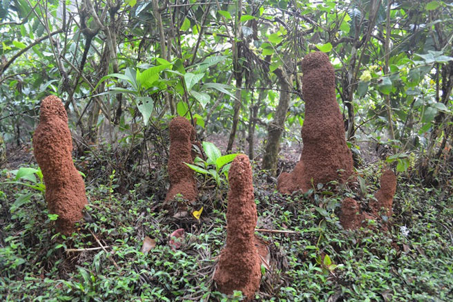 Thấy vật thể lạ trồi lên khỏi mặt đất như quái vật, cô gái cả gan tiến lại gần xem rồi tròn xoe mắt với cảnh tượng trước mắt
