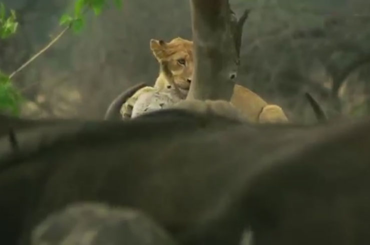 Đàn sư tử 'chạy trối chết' khi bị trâu rừng phản công