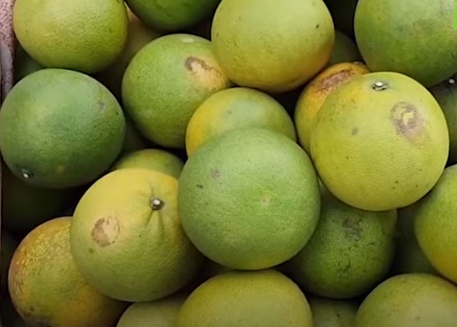 Hà Tĩnh: Thu hàng trăm triệu đồng/năm nhờ trồng bưởi Phúc Trạch