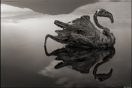 Những xác động vật hóa đá trong hồ tử thần