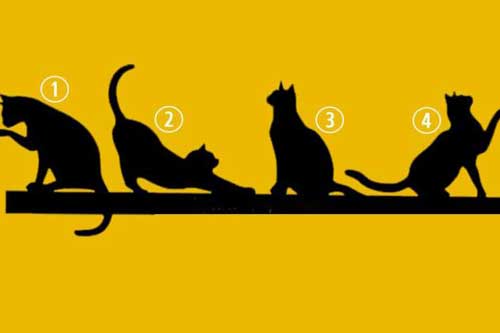 Trắc nghiệm: Chọn con mèo yêu thích nhất, sẽ tiết lộ mục đích sống của bạn là gì?