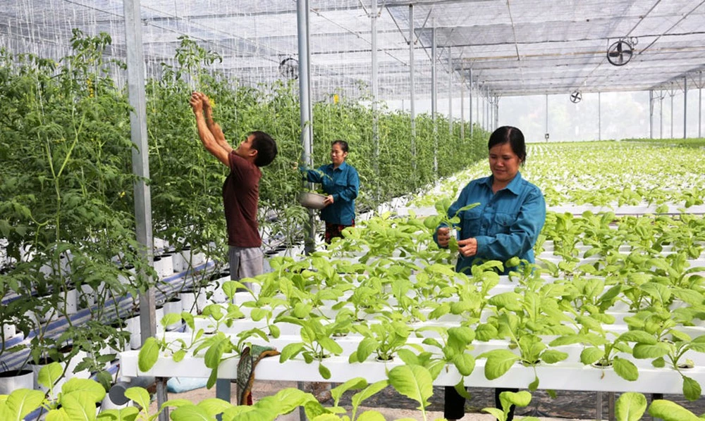 TP. Hồ Chí Minh tăng cường ứng dụng công nghệ cao trong sản xuất nông nghiệp.
