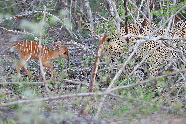 Theo Latest Sightings, cảnh tượng này do anh Andre Fourie – hướng dẫn viên du lịch kiêm kiểm lâm tình cờ ghi lại được tại Vườn Quốc gia Greater Kruger ở Nam Phi.