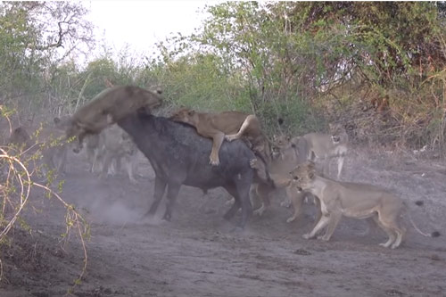 CLIP: Trâu rừng đơn độc chết thảm dưới nanh vuốt của 20 con sư tử hung bạo