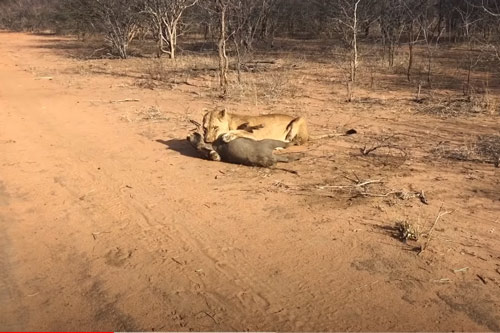 CLIP: Lợn bướu chết thảm dưới nanh vuốt của sư tử cái