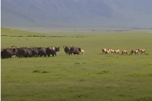 CLIP: Trâu rừng húc sư tử ngã sấp mặt