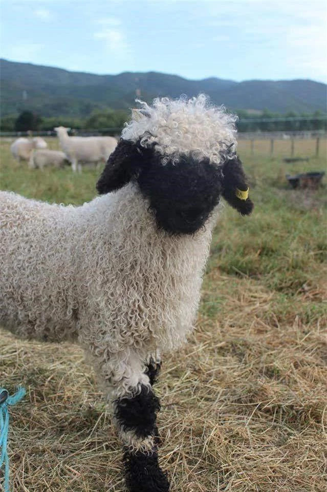 Những chú cừu trông không khác gì thú nhồi bông hoặc nhân vật hoạt hình nhưng lại có thật khiến ai ai cũng muốn cưng nựng - Ảnh 2.