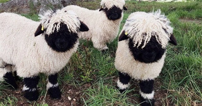 Những chú cừu trông không khác gì thú nhồi bông hoặc nhân vật hoạt hình nhưng lại có thật khiến ai ai cũng muốn cưng nựng - Ảnh 3.