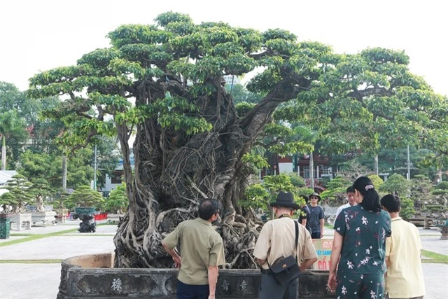 Sanh lá mũi hài ký đá cổ nhất châu Á, đại gia đổi 8 lô đất vẫn không bán - 1