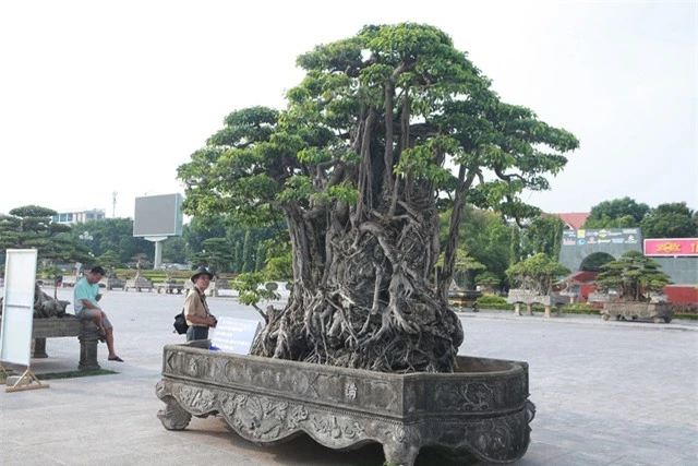 Sanh lá mũi hài ký đá cổ nhất châu Á, đại gia đổi 8 lô đất vẫn không bán - 6