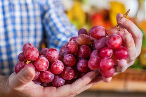 Chọn mua nho nên nếm quả trên cùng hay ở giữa là đúng nhất? Đây là cách chọn chuẩn nhất cho bạn
