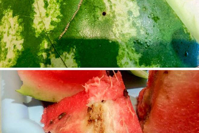 5 dấu hiệu nhận biết dưa hấu bị tiêm nhiều thuốc tăng trưởng chỉ bằng mắt thường