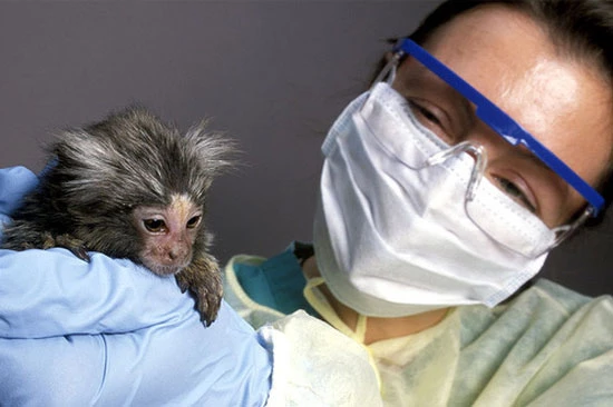 Nuôi khỉ con tại Viện Y tế quốc gia Mỹ - Ảnh: Science.
