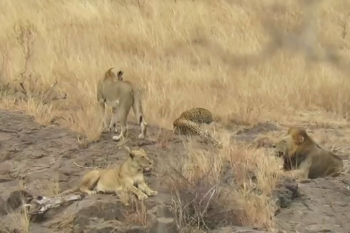 Vô tình ‘đi lạc’ vào lãnh địa của bầy sư tử, báo đốm nhận về cái kết ai khiến cũng bất ngờ