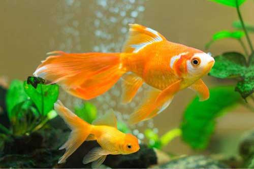 Muốn nuôi cá cảnh phát tài đừng quên chọn 5 loại này: Gia chủ đang nghèo cũng có thể "đổi đời" nhanh chóng