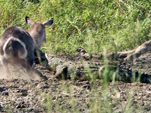 Cận cảnh màn thoát chết thần kỳ của linh dương Waterbuck trước hàm cá sấu