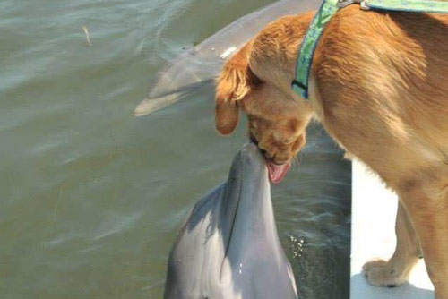 Chơi với nhau gần 10 năm, chó và cá heo cứ gặp là trao 'nụ hôn', quấn quýt không rời