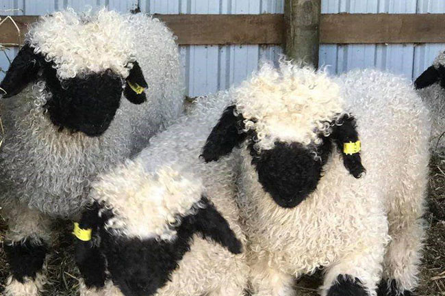 Những chú cừu trông không khác gì thú nhồi bông và nhân vật hoạt hình nhưng lại có thật khiến ai ai cũng muốn cưng nựng