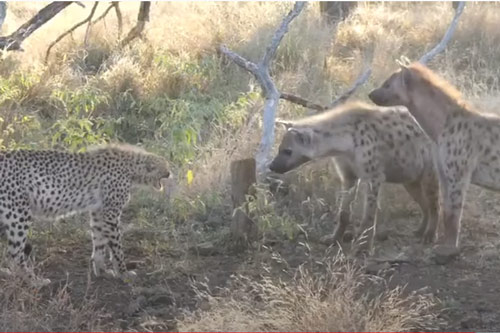 CLIP: Hai con linh cẩu cướp mồi của đàn báo săn và cái kết cay đắng