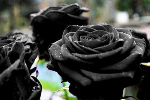 Hoa hồng đen siêu đắt đỏ chỉ còn duy nhất tại một làng trên thế giới